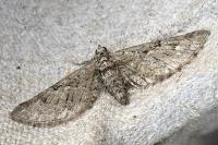 Eupithecia pusillata