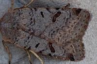Agrochola lychnidis