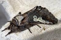 Diloba caeruleocephala