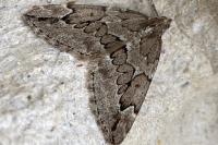 Thera juniperata