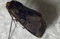 Conistra erythrocephala