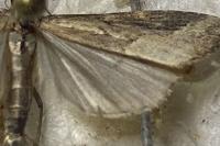 Schrankia costaestrigalis