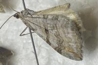 Aplocera efformata