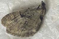 Eupithecia pusillata