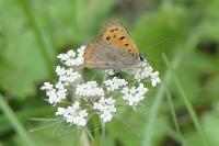 Lycaena phlaeas