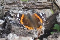 Vanessa atalanta