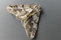 Agriopis leucophaearia