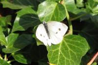 Pieris rapae
