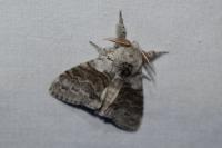 Calliteara pudibunda