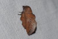 Phyllodesma tremulifolia