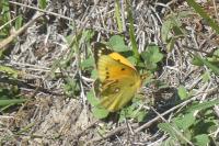 Colias crocea