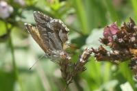 Cacyreus marshalli