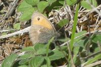 Coenonympha pamphilus
