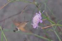 Macroglossum stellatarum