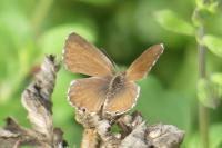 Cacyreus marshalli