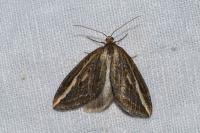 Chesias legatella