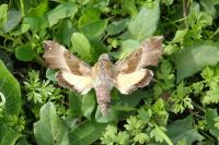 Proserpinus proserpina