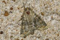Polymixis flavicincta