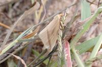 Rhodometra sacraria