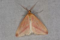 Rhodometra sacraria