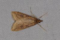 Udea ferrugalis