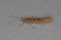 Plutella xylostella