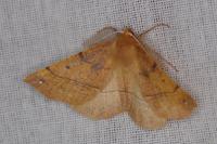 Colotois pennaria