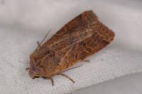 Agrochola lychnidis