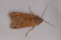 Agrochola lychnidis