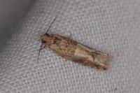 Crocidosema plebejana