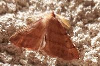 Colotois pennaria