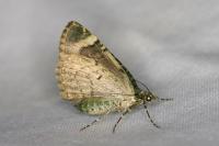 Chloroclysta siterata