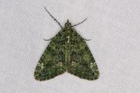 Chloroclysta siterata