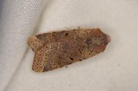 Agrochola lychnidis
