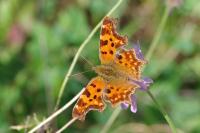 Polygonia c-album