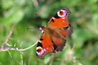 Aglais io