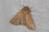 Mythimna albipuncta