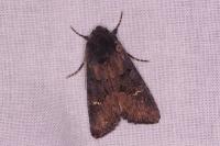 Aporophyla nigra