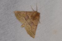 Crocallis tusciaria