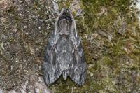Agrius convolvuli