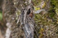 Agrius convolvuli