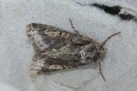 Allophyes oxyacanthae