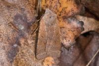 Agrochola lychnidis