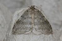 Epirrita dilutata