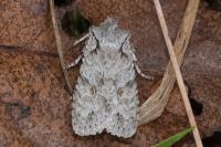 Lithophane ornitopus