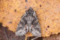 Dichonia convergens
