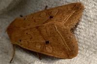 Leptologia macilenta