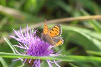 Lycaena phlaeas
