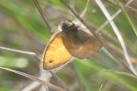 Coenonympha pamphilus