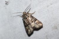 Brachylomia viminalis